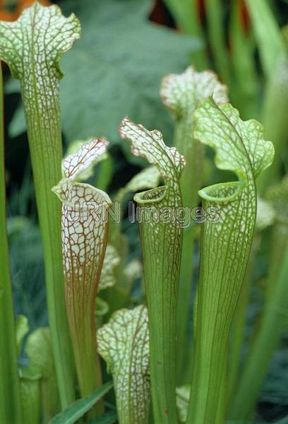 Sarracenia sanderiana