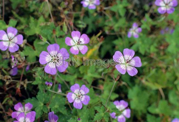 Geranium wallichianum 'Buxton's Blue'