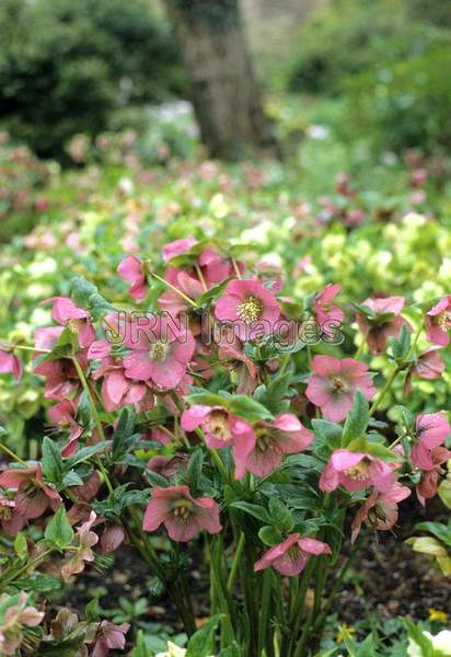 Helleborus orientalis