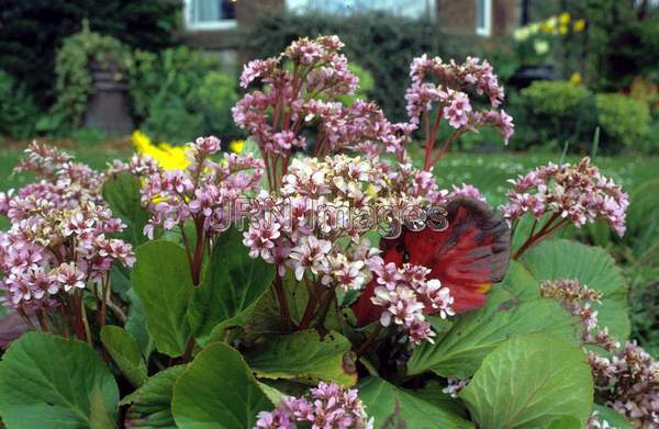 Bergenia crassifolia