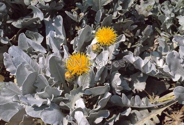 Centaurea cineraria