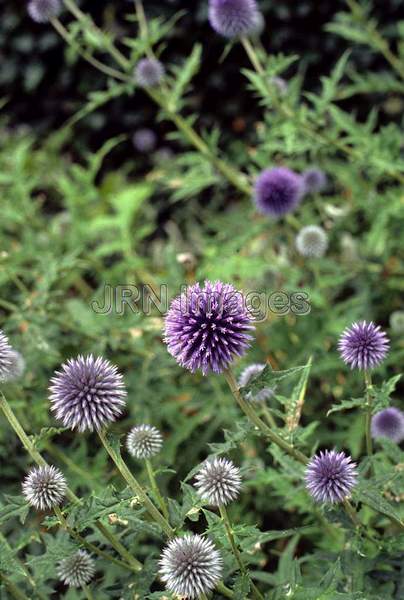 Echinops ritro