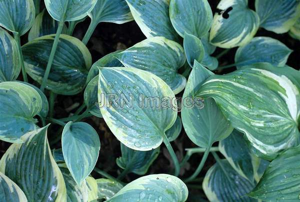 Hosta 'Peace'