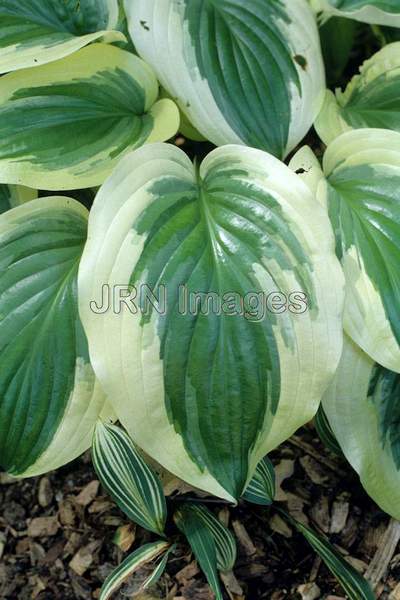 Hosta 'Color Glory'