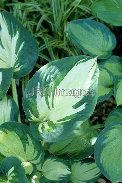 Hosta 'Great Expectations'