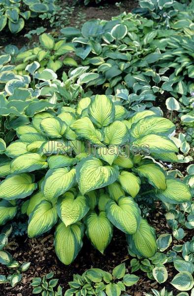 Hosta 'Aba at Large'