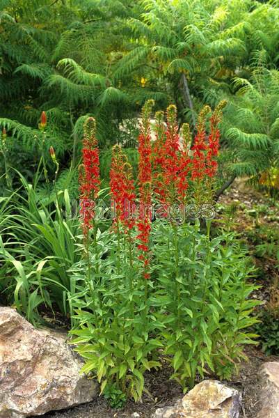 Lobelia cardinalis