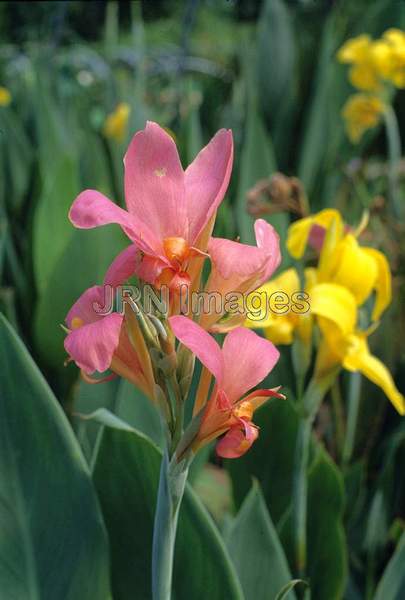 Canna glauca 'Longwood Hybrid'