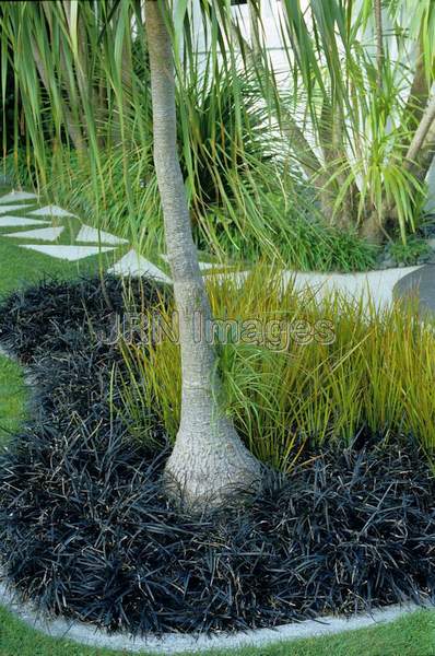 Ophiopogon planiscapus 'Nigrescens'