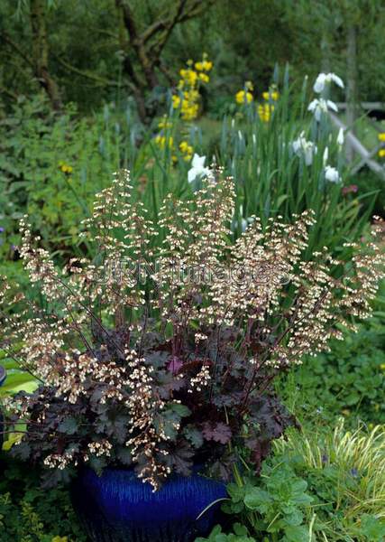 Heuchera micrantha 'Palace Purple'