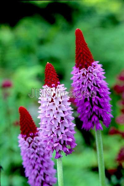 Primula vialii