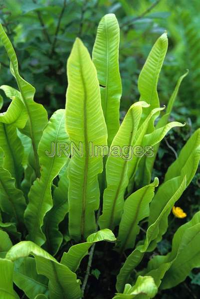 Asplenium scolopendrium