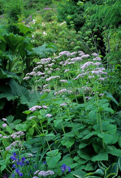 Valeriana officinalis