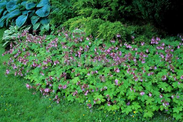 Geranium macrorrhizum