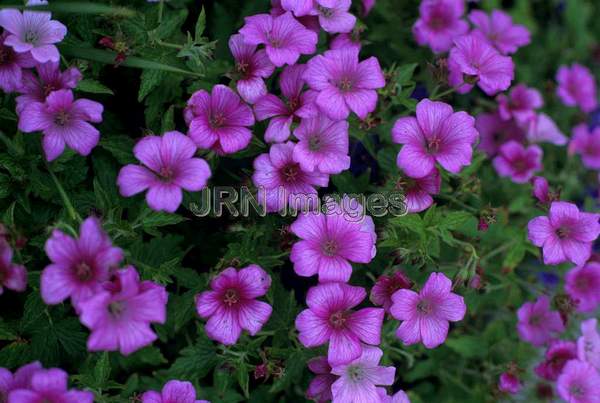 Geranium sanguinium lancastriense