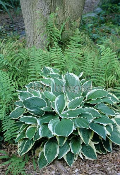 Hosta 'Sundancer'