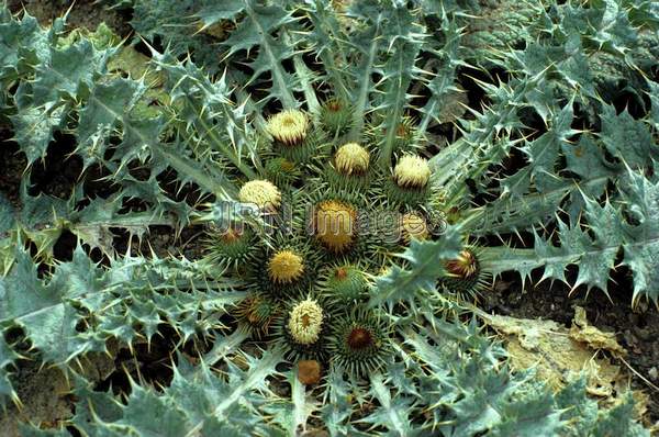 Carlina acaulis