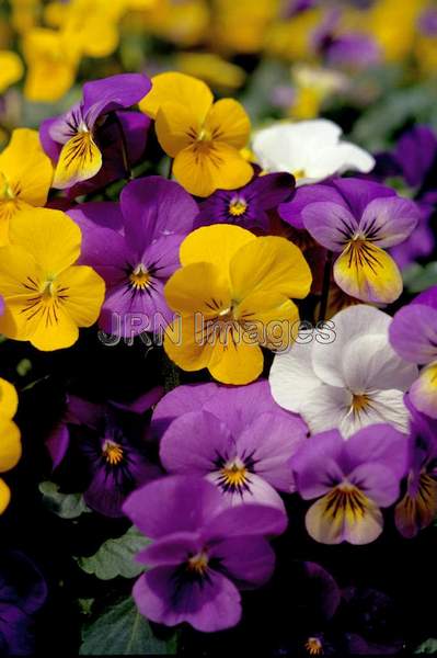 Viola cornuta 'Sorbet'