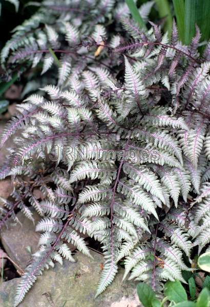 Athyrium nipponicum 'Pictum'