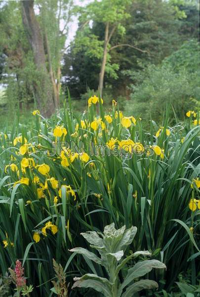 Iris pseudacorus