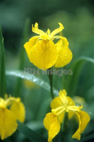 Iris pseudacorus