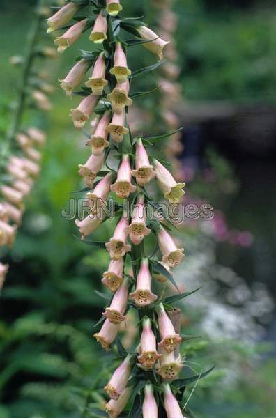 Digitalis ferruginea