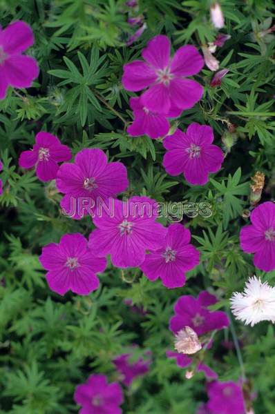 Geranium endresii