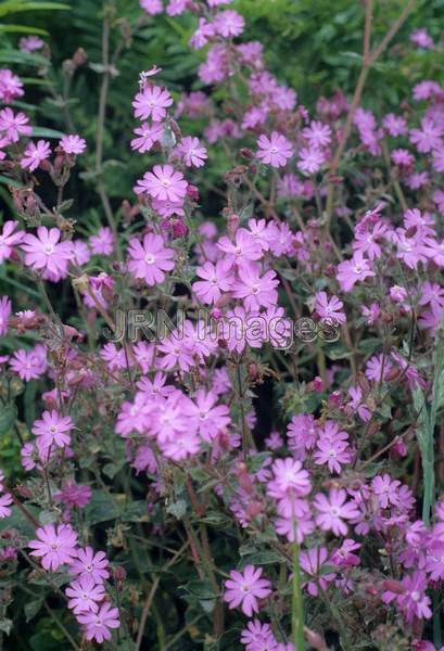 Lychnis flos-cuculi