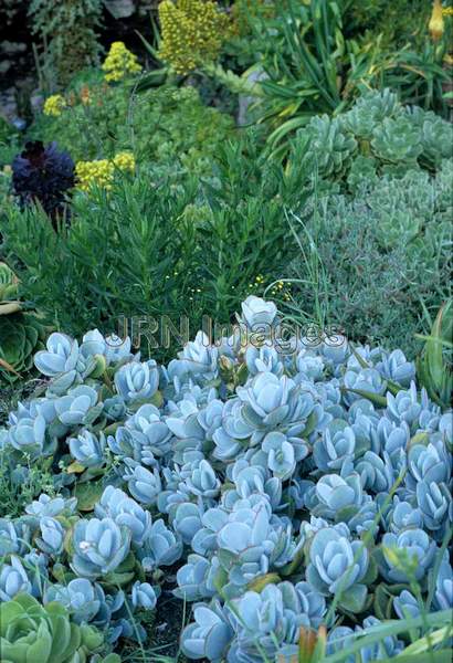 Crassula arborescenes