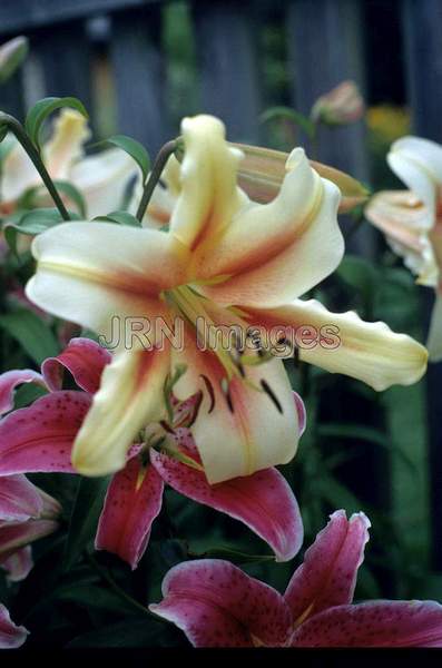 Lilium Oriental hybrid 'Touching'