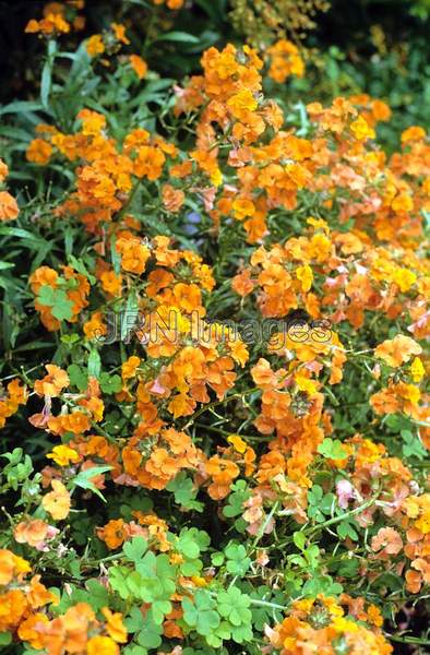 Erysimum x allionii