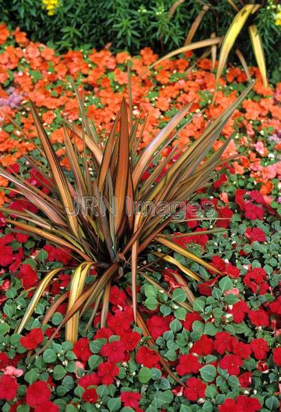 Phormium tenax 'Rainbow'