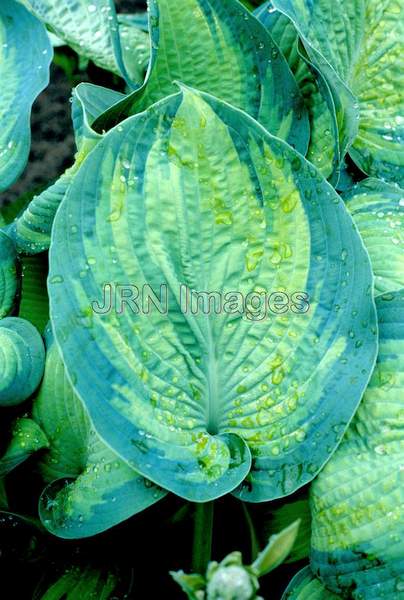 Hosta 'Paul's Glory'