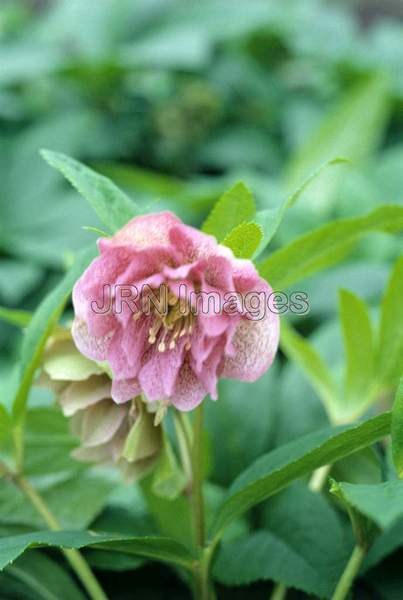 Helleborus orientalis 'Pink Peony'