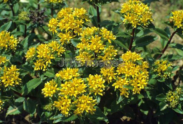 Sedum aizoon