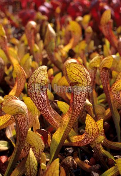 Sarracenia 'Doodle Bug'