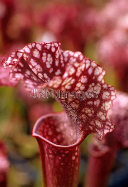 Sarracenia 'Judith Hindle'