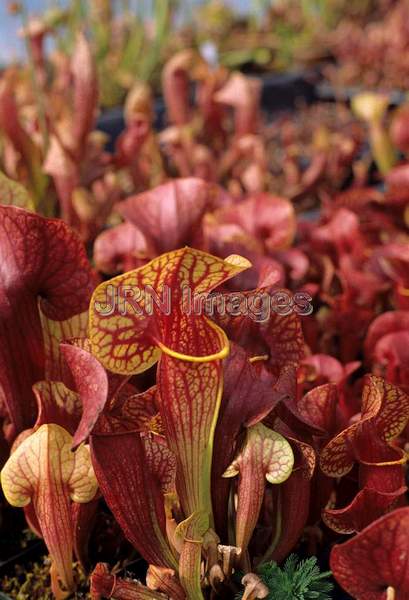 Sarracenia x catesbaei