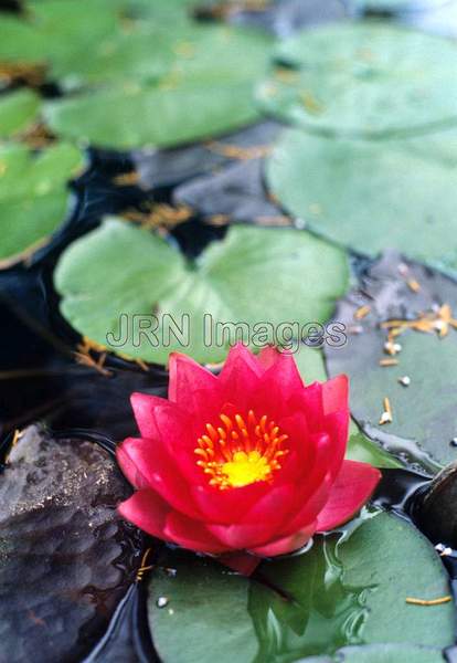 Nymphaea 'Firecrest'