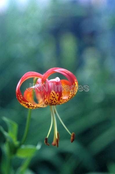 Lilium pardalinum