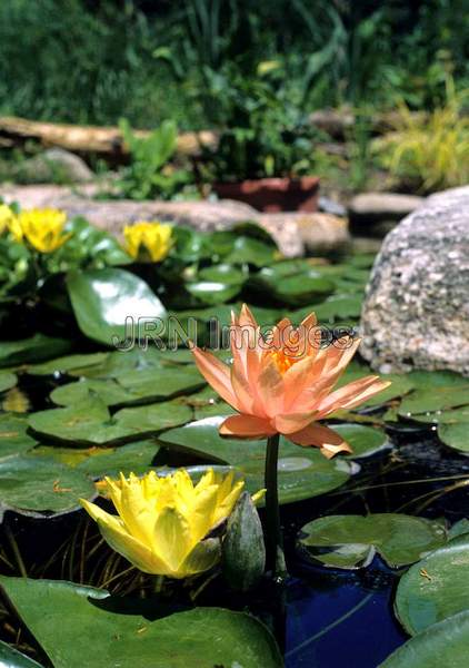 Nymphaea 'Colorado' and 'Chromatella'