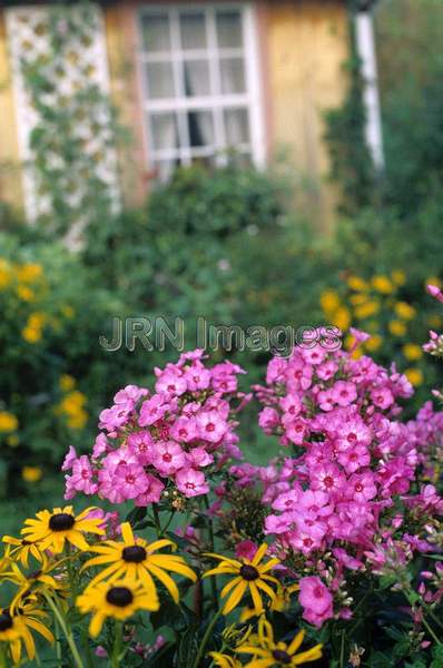 Phlox paniculata 'Volcano'