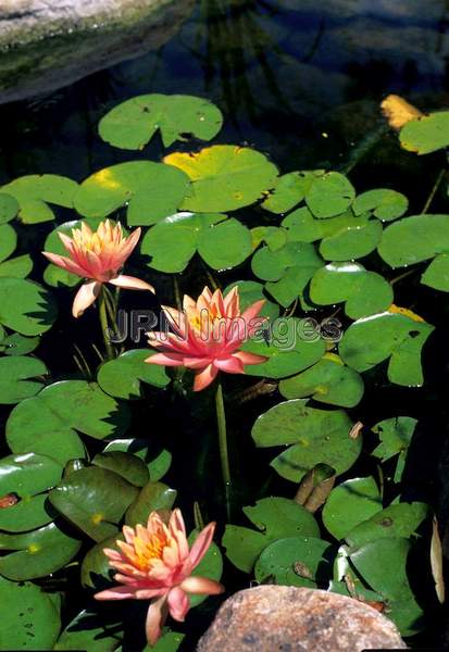 Nymphaea 'Colorado'