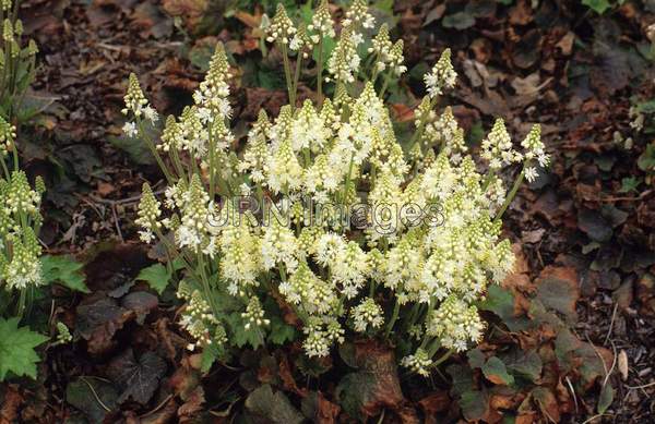 Tiarella cordifolia