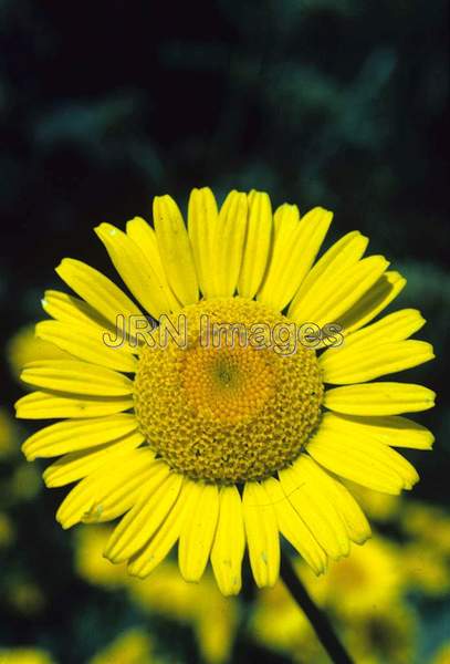 Anthemis tinctoria 'Kelwayi'