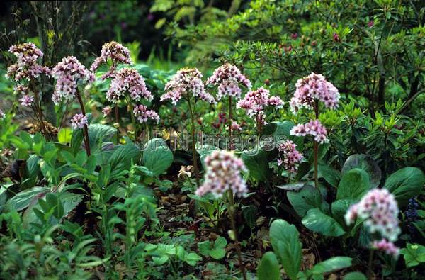 Bergenia 'Silberlicht'