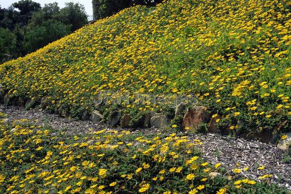 Arctotheca calendula