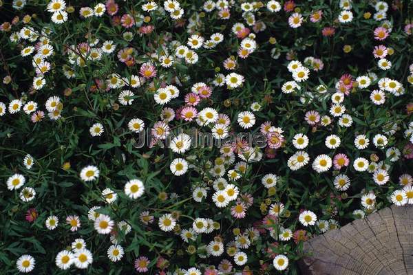 Erigeron karvinskianus