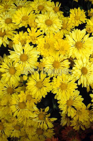 Chrysanthemum x moriflorum