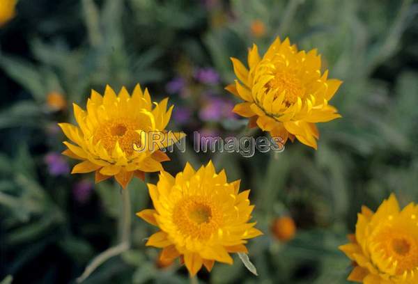 Helichrysum 'Paragon Hill'